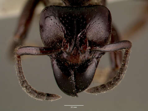 Image of Centromyrmex raptor