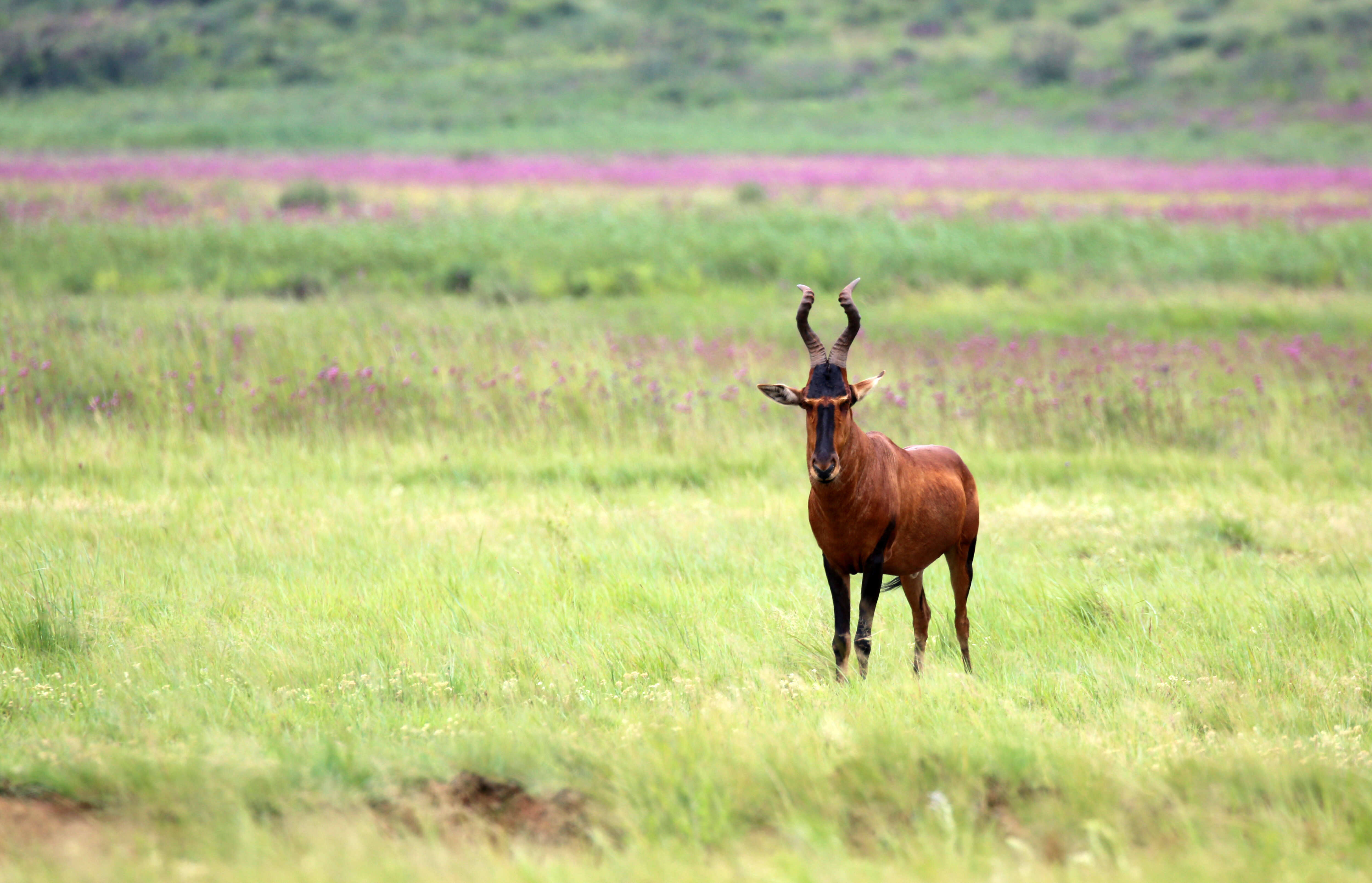 Image of Alcelaphus buselaphus caama