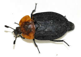 Image of Red-breasted Carrion Beetle