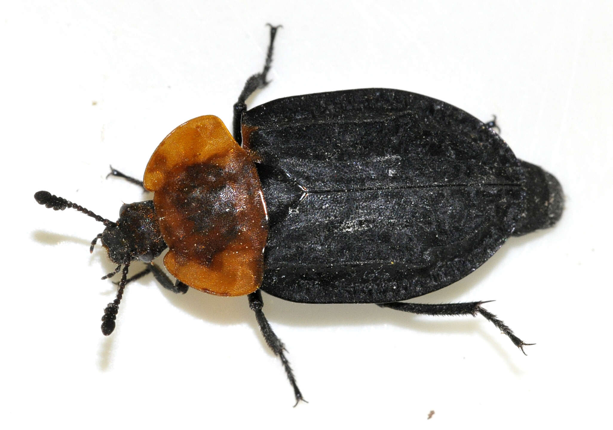 Image of Red-breasted Carrion Beetle