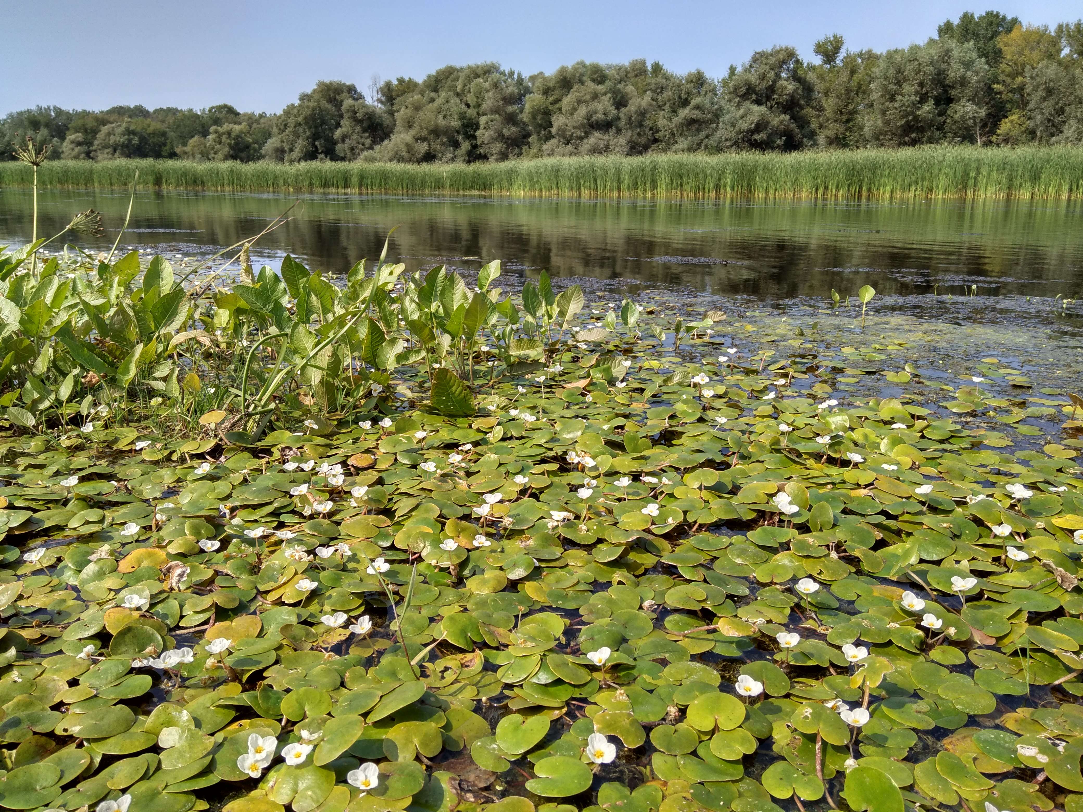 Image of hydrocharis