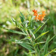 Image of butterfly milkweed