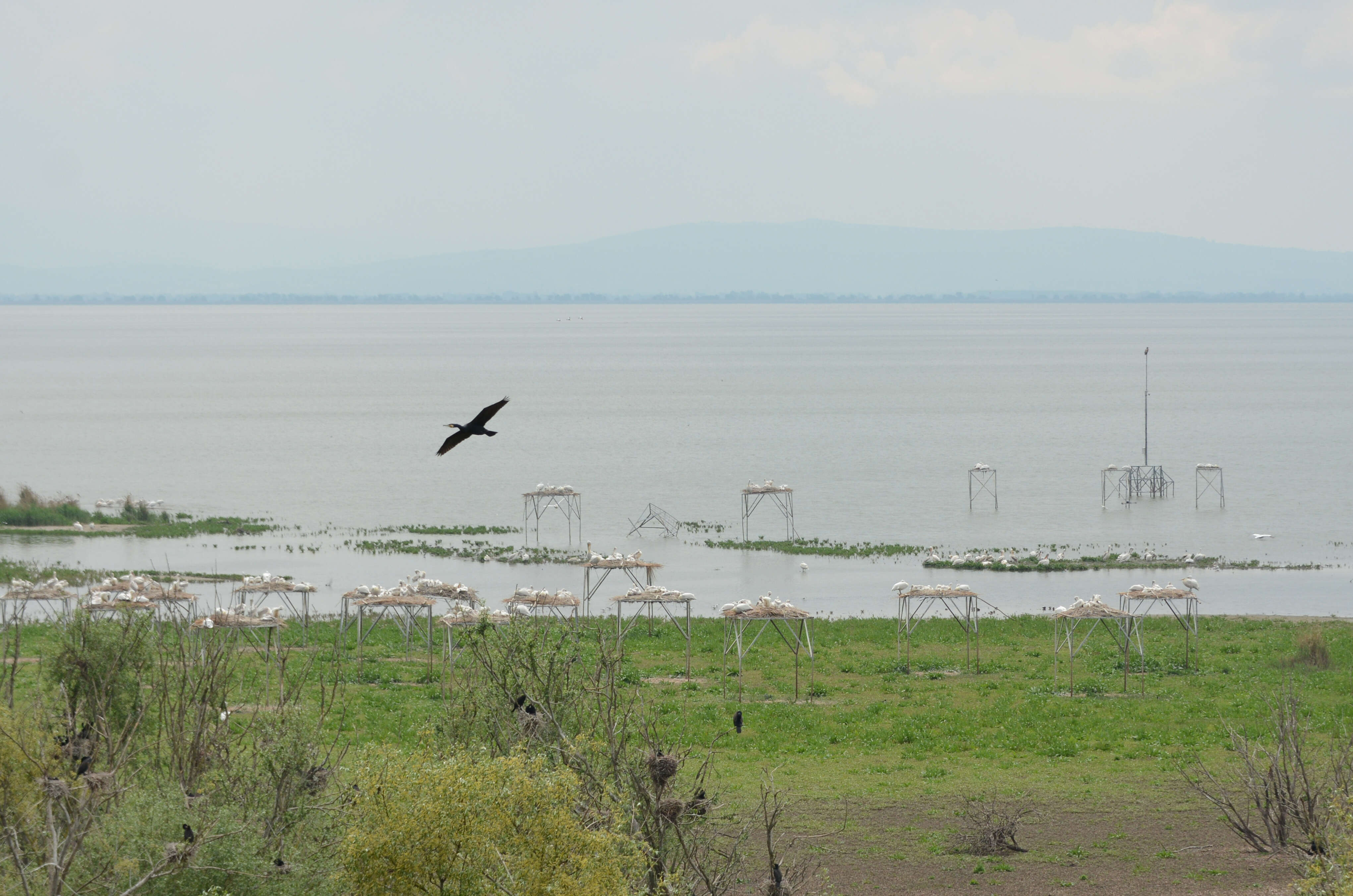 Image of Dalmatian Pelican