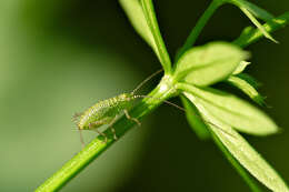 Image of speckled bush-cricket