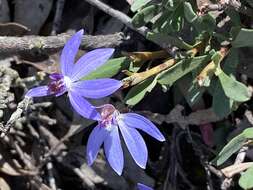 Image of Eastern tiny blue china orchid