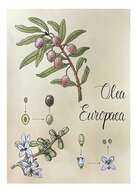 Image of olive tree