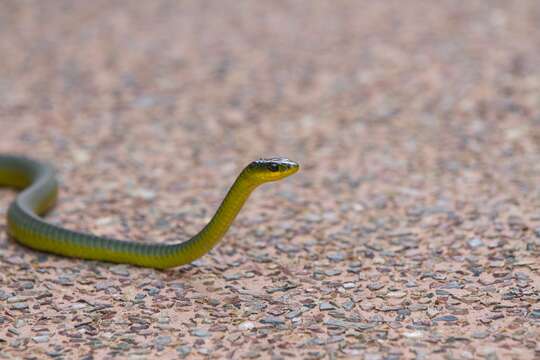 Image of Black Treesnake