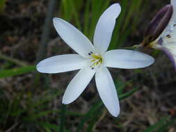 Imagem de Sparaxis grandiflora (D. Delaroche) Ker Gawl.