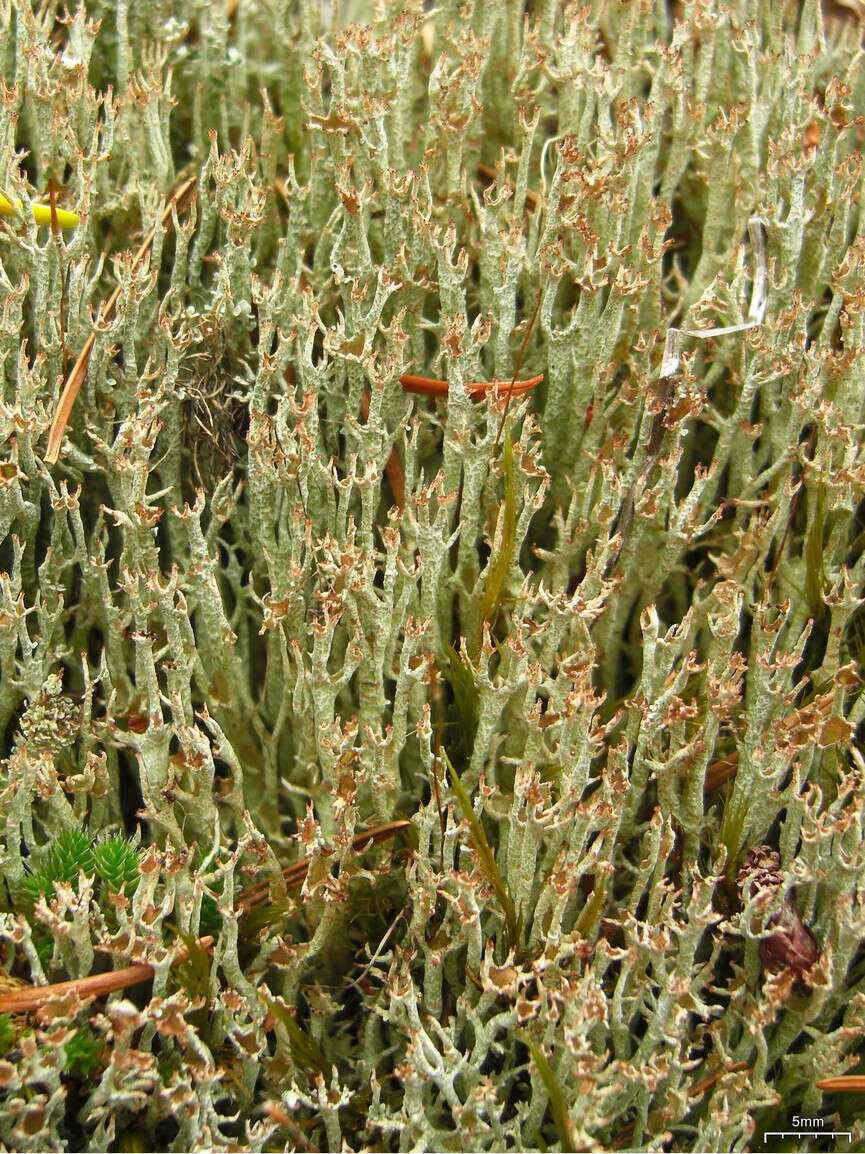 Image of cup lichen