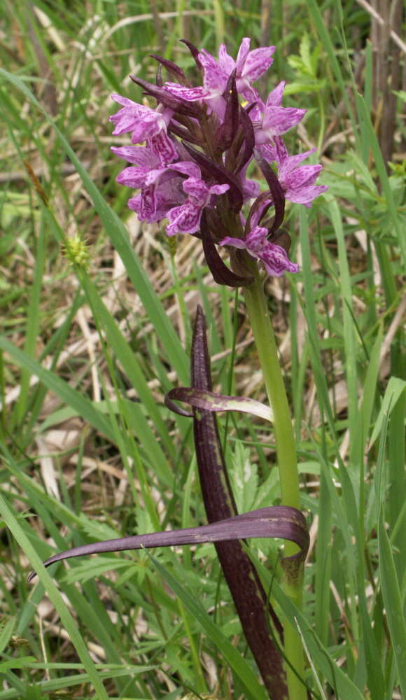 Dactylorhiza incarnata subsp. cruenta (O. F. Müll.) P. D. Sell resmi