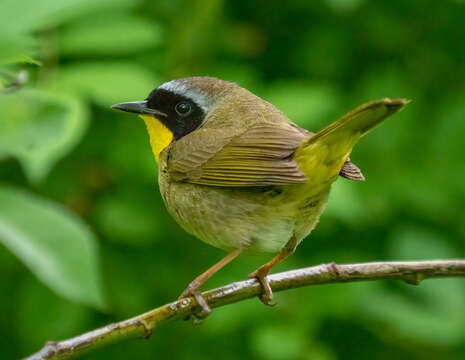 Geothlypis trichas (Linnaeus 1766) resmi