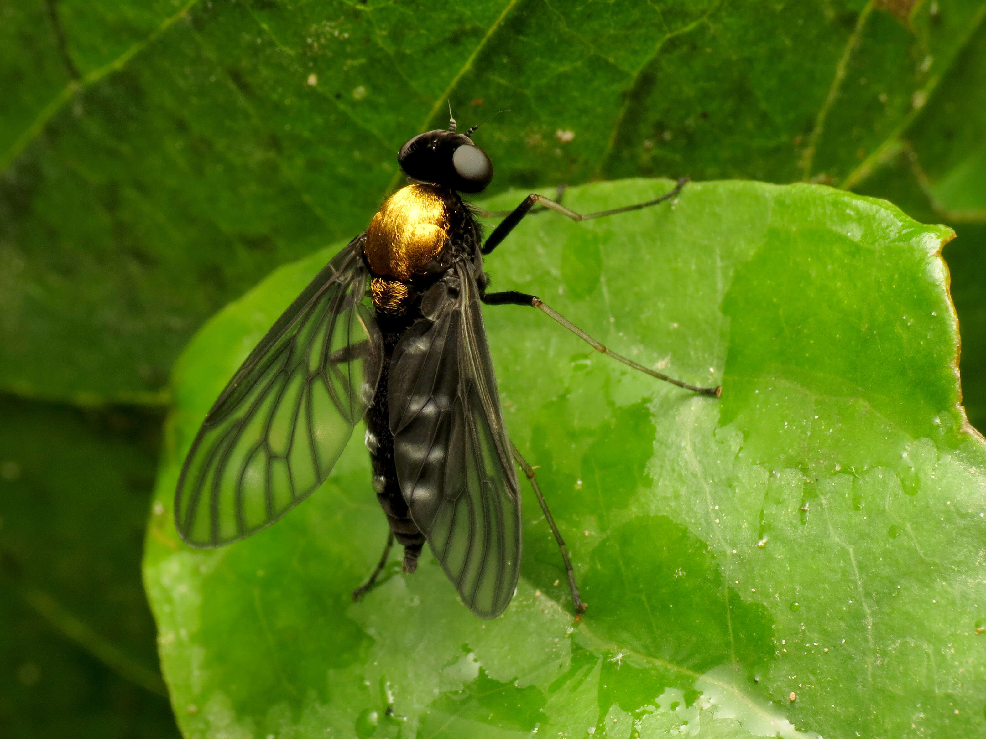 Image of Golden-backed Snipe Fly