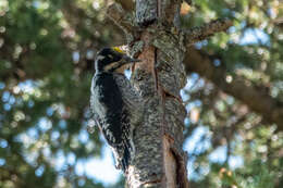 Image of American Three-toed Woodpecker