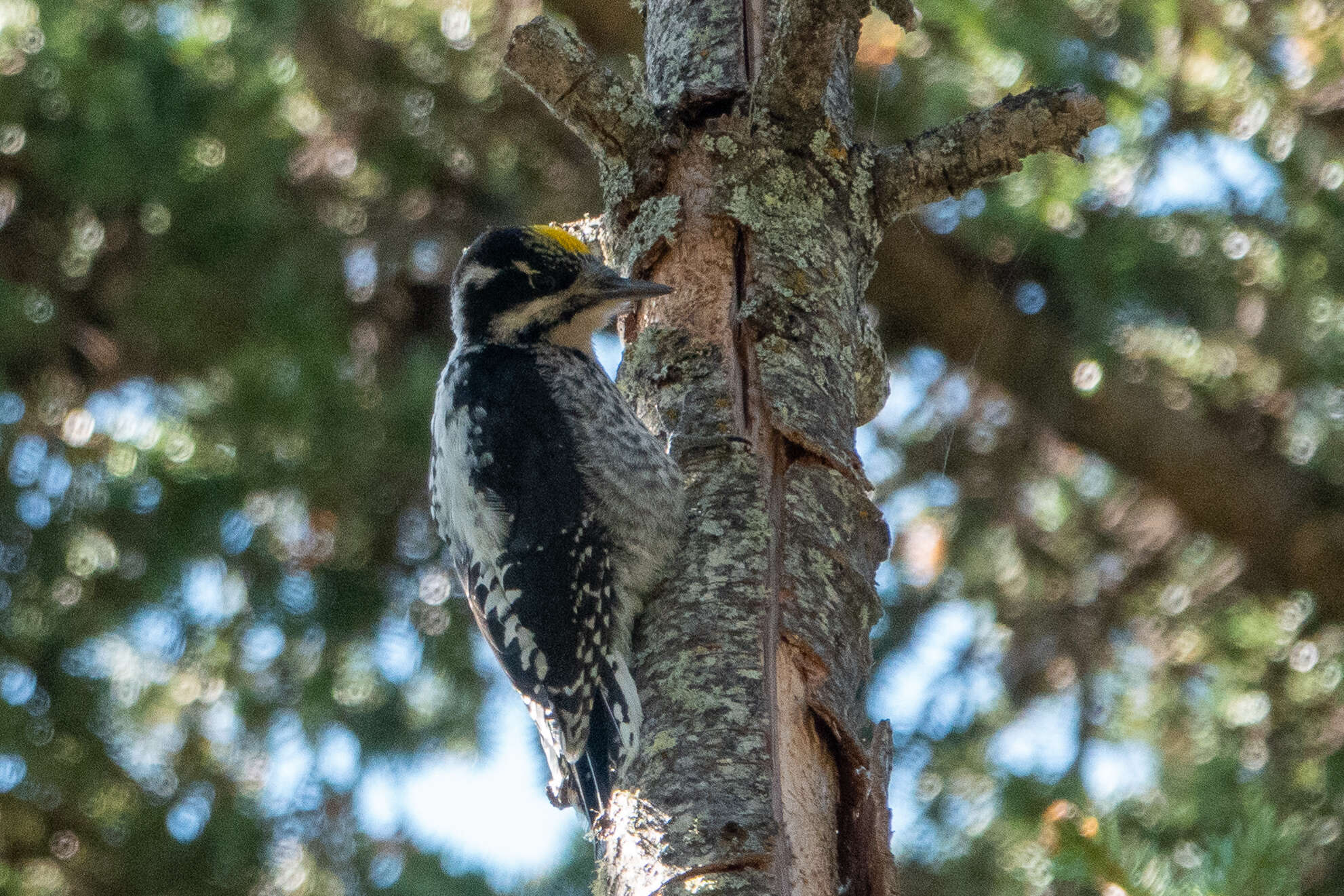 Image of American Three-toed Woodpecker