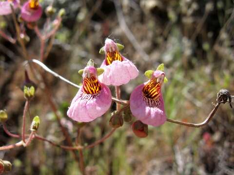 Image of Calceolaria cana Cav.