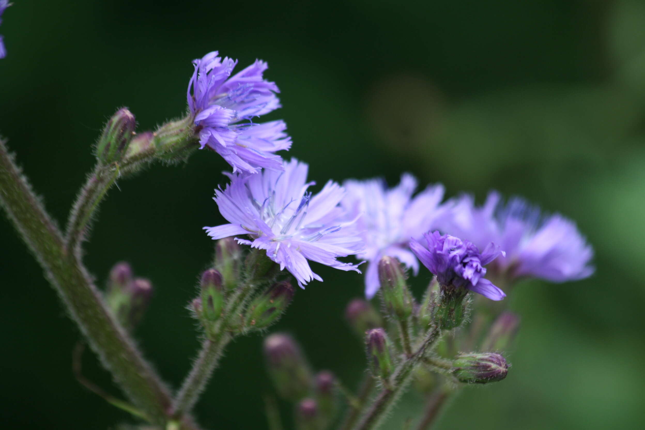 Image of Cicerbita alpina (L.) Wallr.