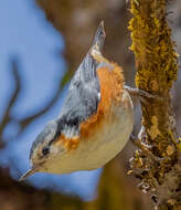 Image of White-browed Nuthatch