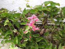 Image of antigonon