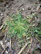 Image of Creeping Watercress