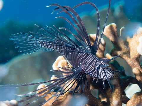 Image of Common lionfish