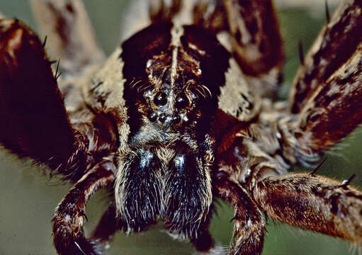 Image of Dolomedes minor L. Koch 1876