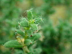 Imagem de Trichodiadema bulbosum (Haw.) Schwant.