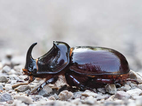 Image of European rhinoceros beetle