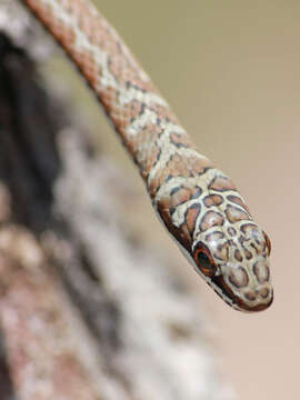 Image of Stripe-bellied Sand Snake