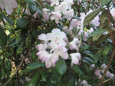 Image of Rhododendron smirnowii Trautv.