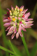 Image of blood milkwort