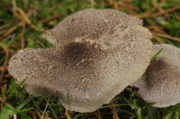 Image of Tricholoma scalpturatum (Fr.) Quél. 1872