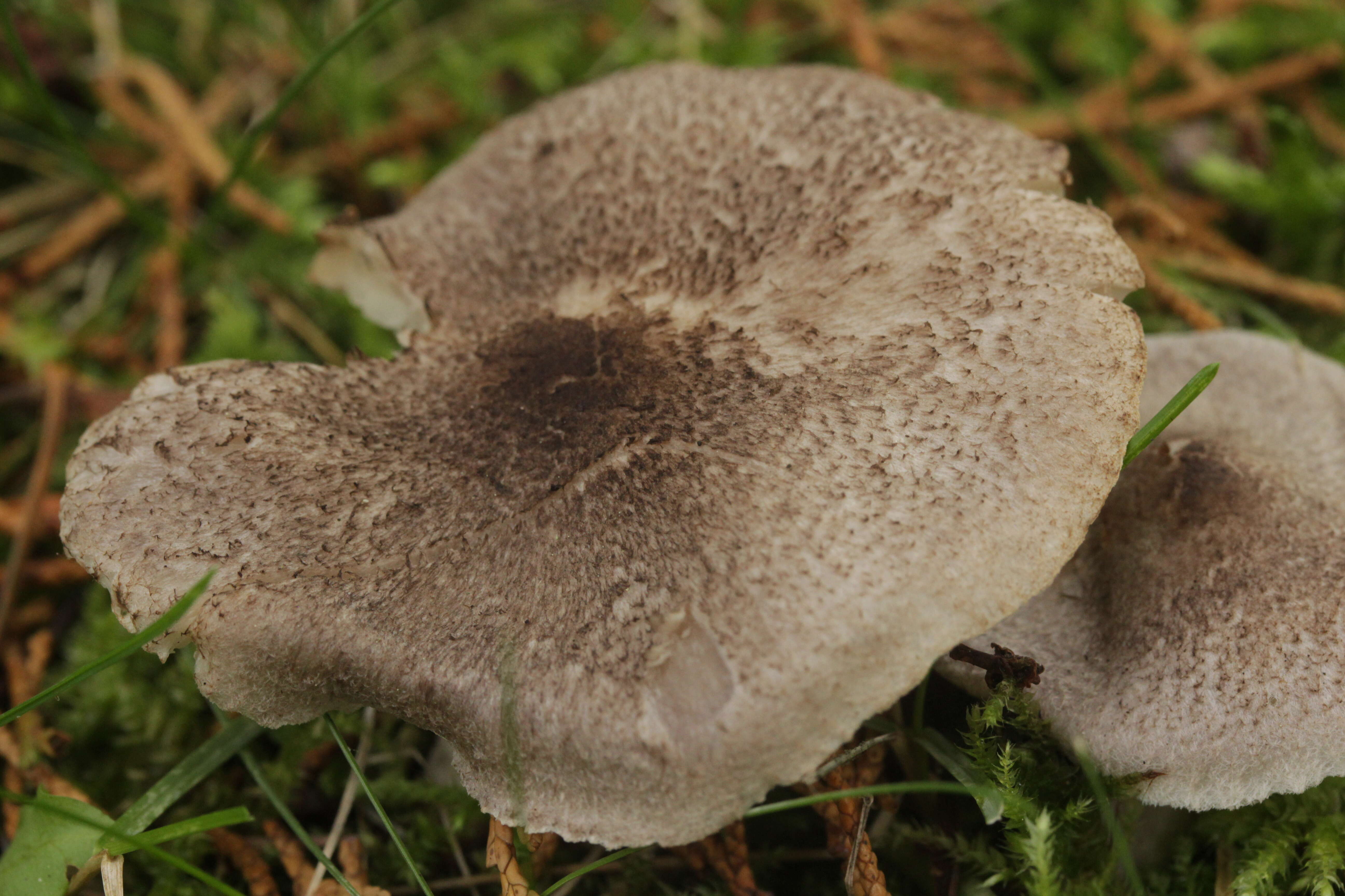 Image of Tricholoma scalpturatum (Fr.) Quél. 1872