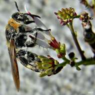 Image of Dielis plumipes (Drury 1770)