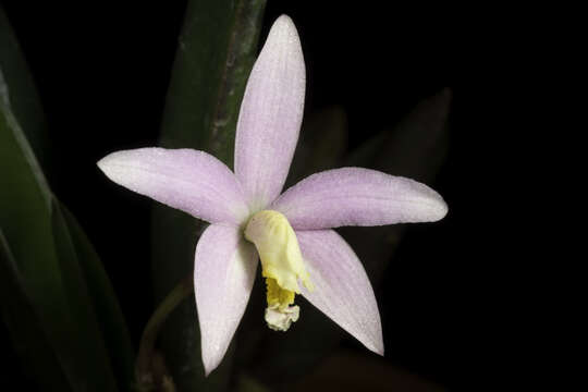 Image of Cattleya reginae (Pabst) Van den Berg