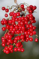 Image of Viburnum betulifolium Batalin