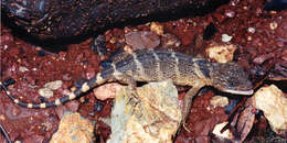 Image of Flathead Knob-scaled Lizard