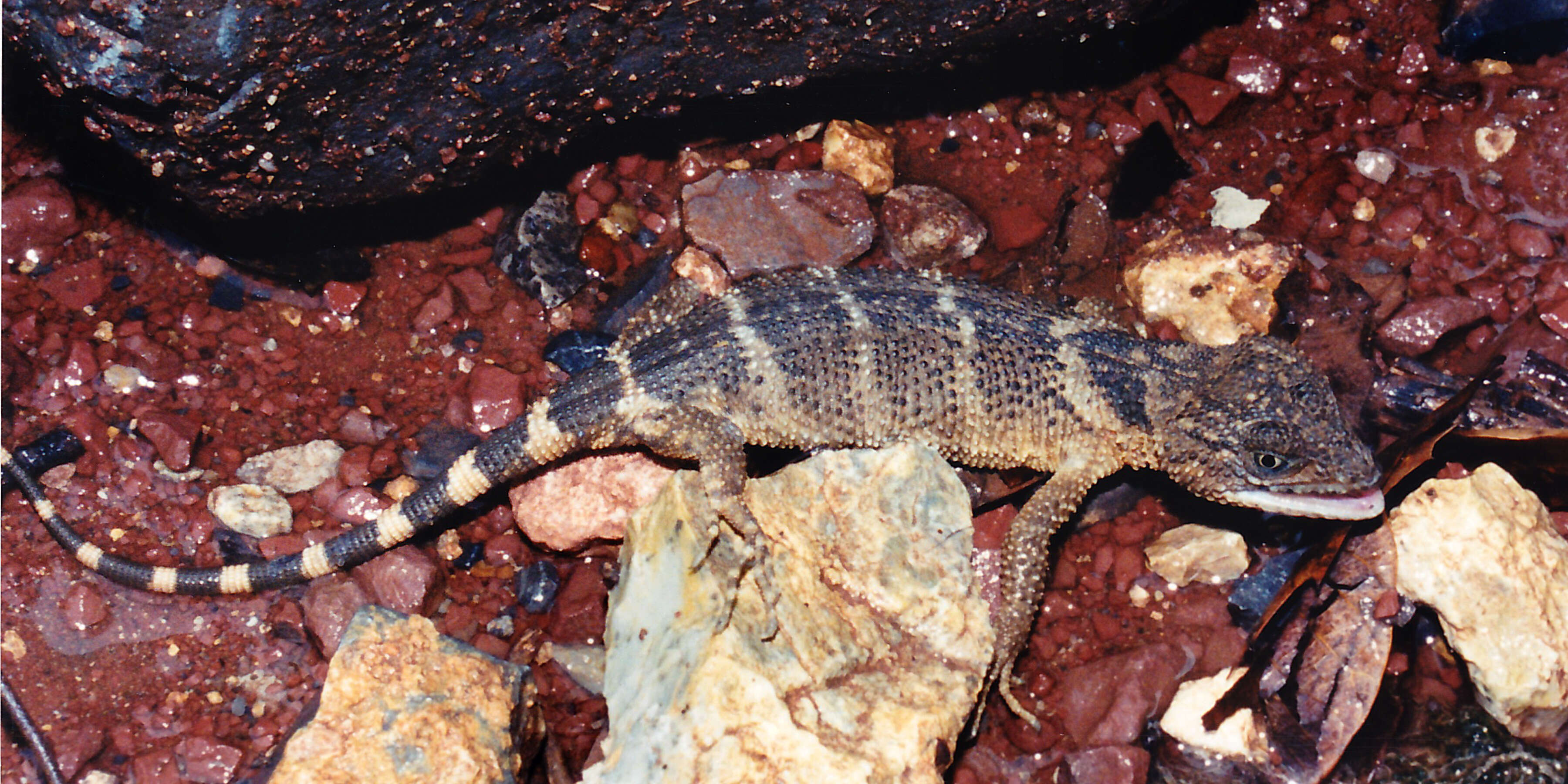 Image of Flathead Knob-scaled Lizard