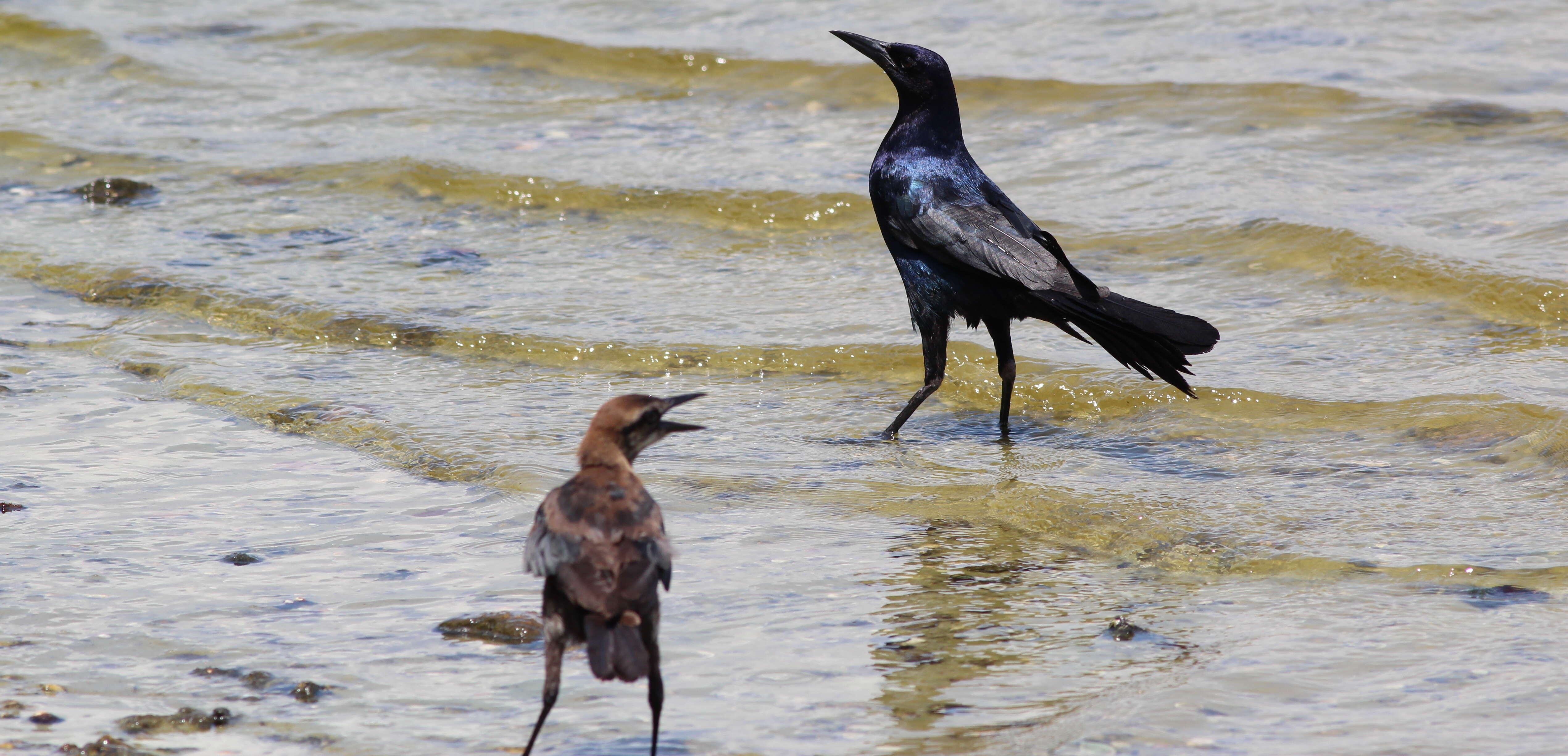 Image of Boat-tailed Grackle