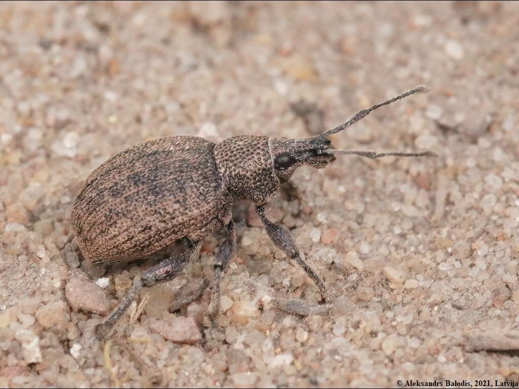 Image of lovage weevil