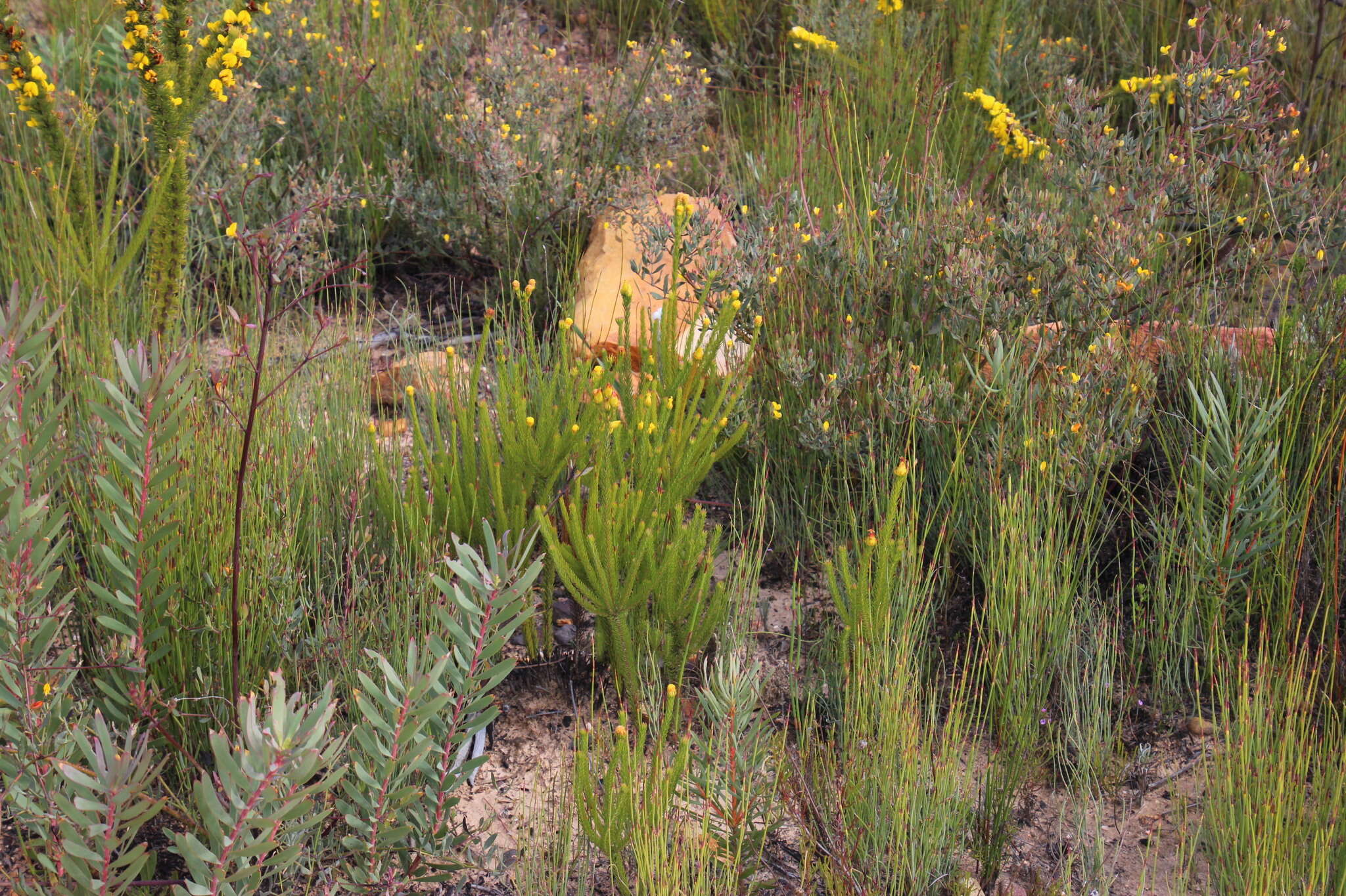 Image of Leucadendron olens I. Williams