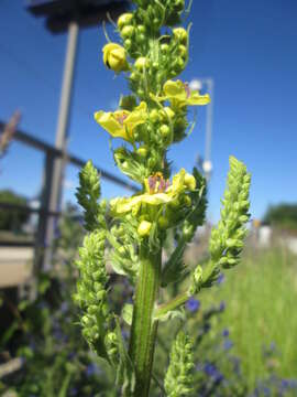 Verbascum nigrum L. resmi