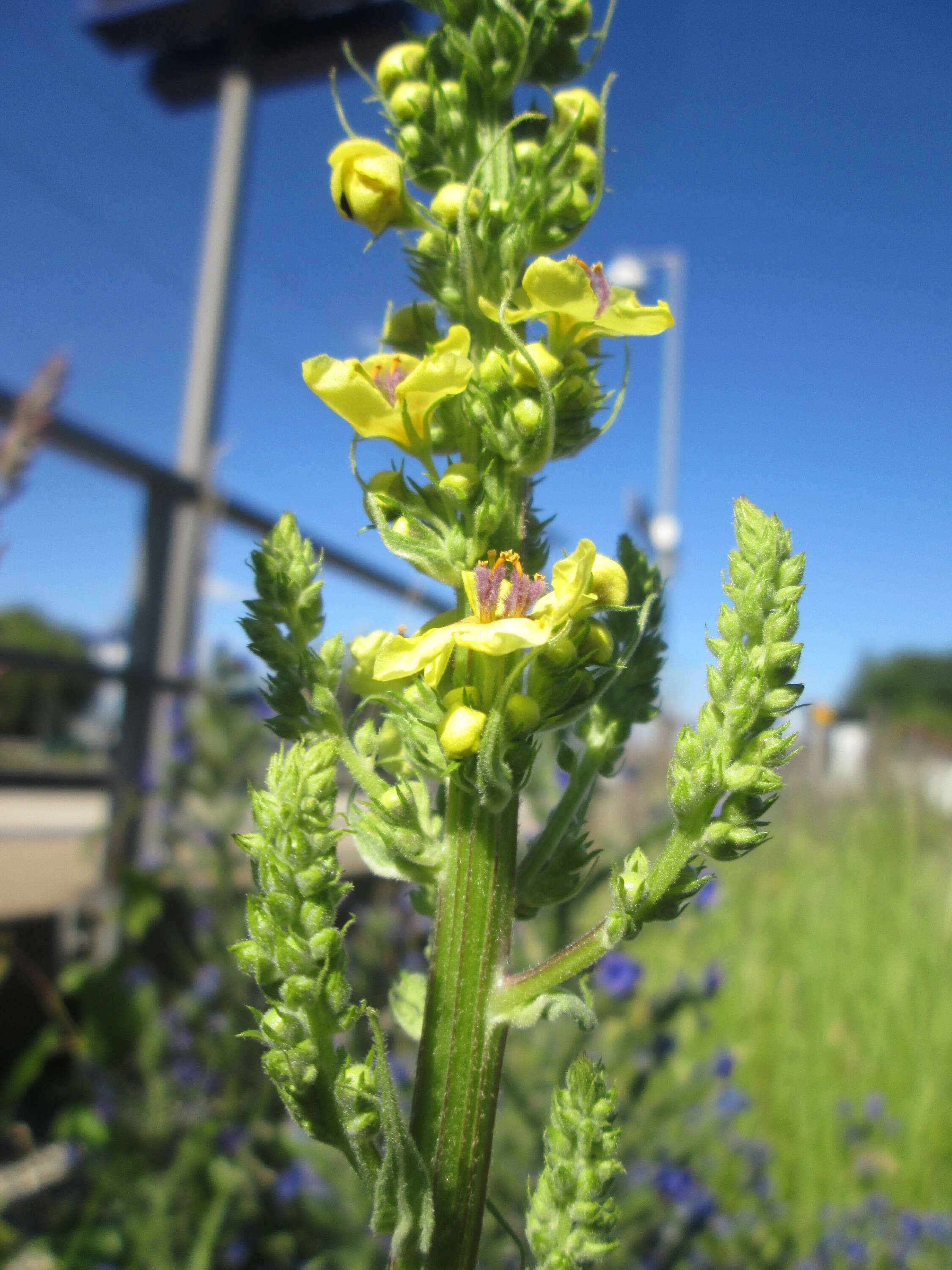 Verbascum nigrum L. resmi