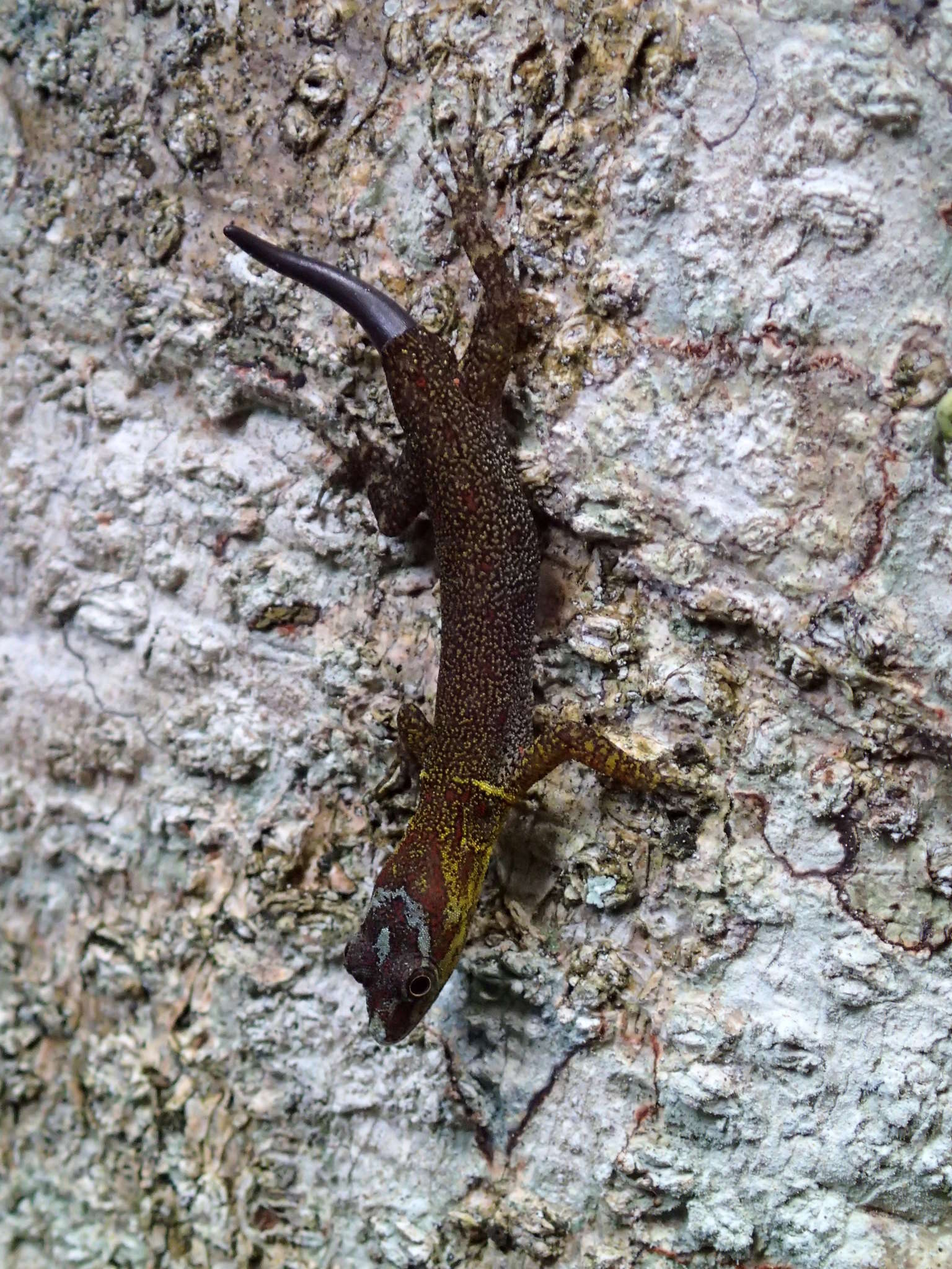 Image of O'Shaughnessy's Gecko