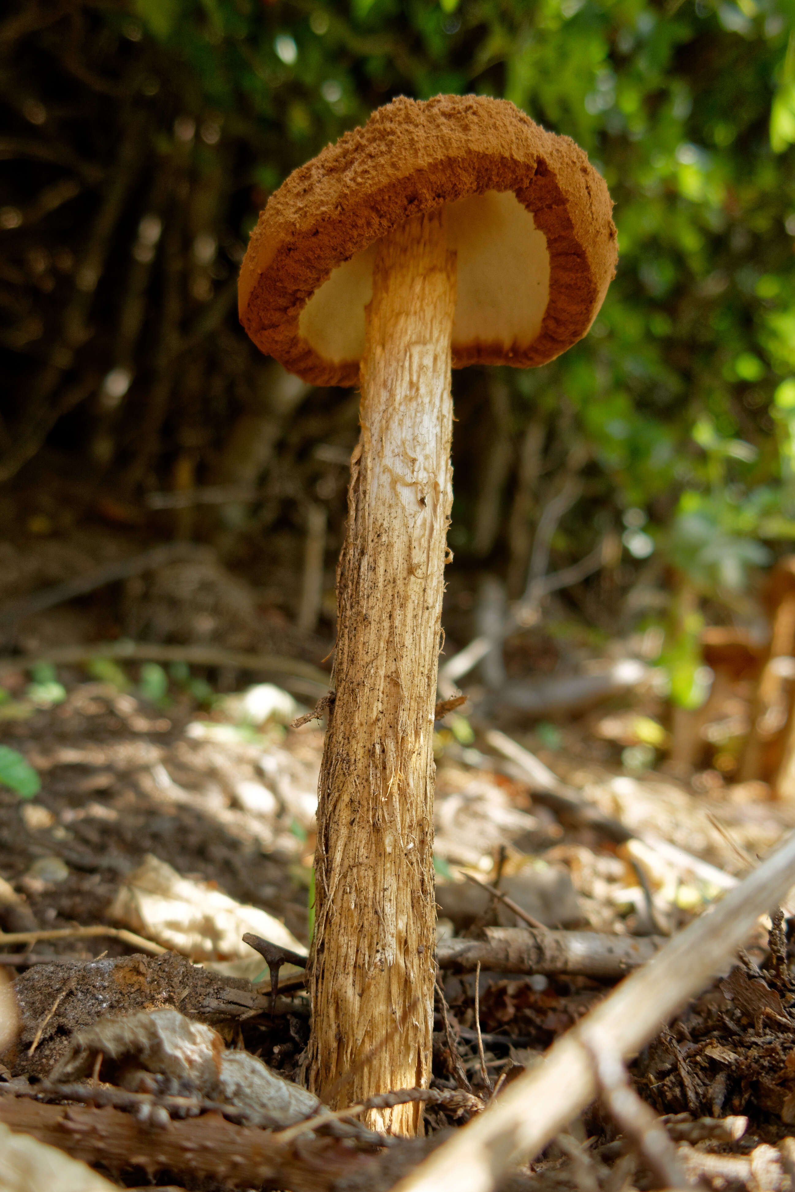 Imagem de Battarrea phalloides (Dicks.) Pers. 1801