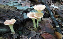 Слика од Clitocybe gibba (Pers.) P. Kumm. 1871