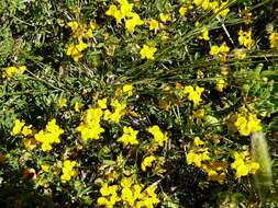 Imagem de Lotus corniculatus L.