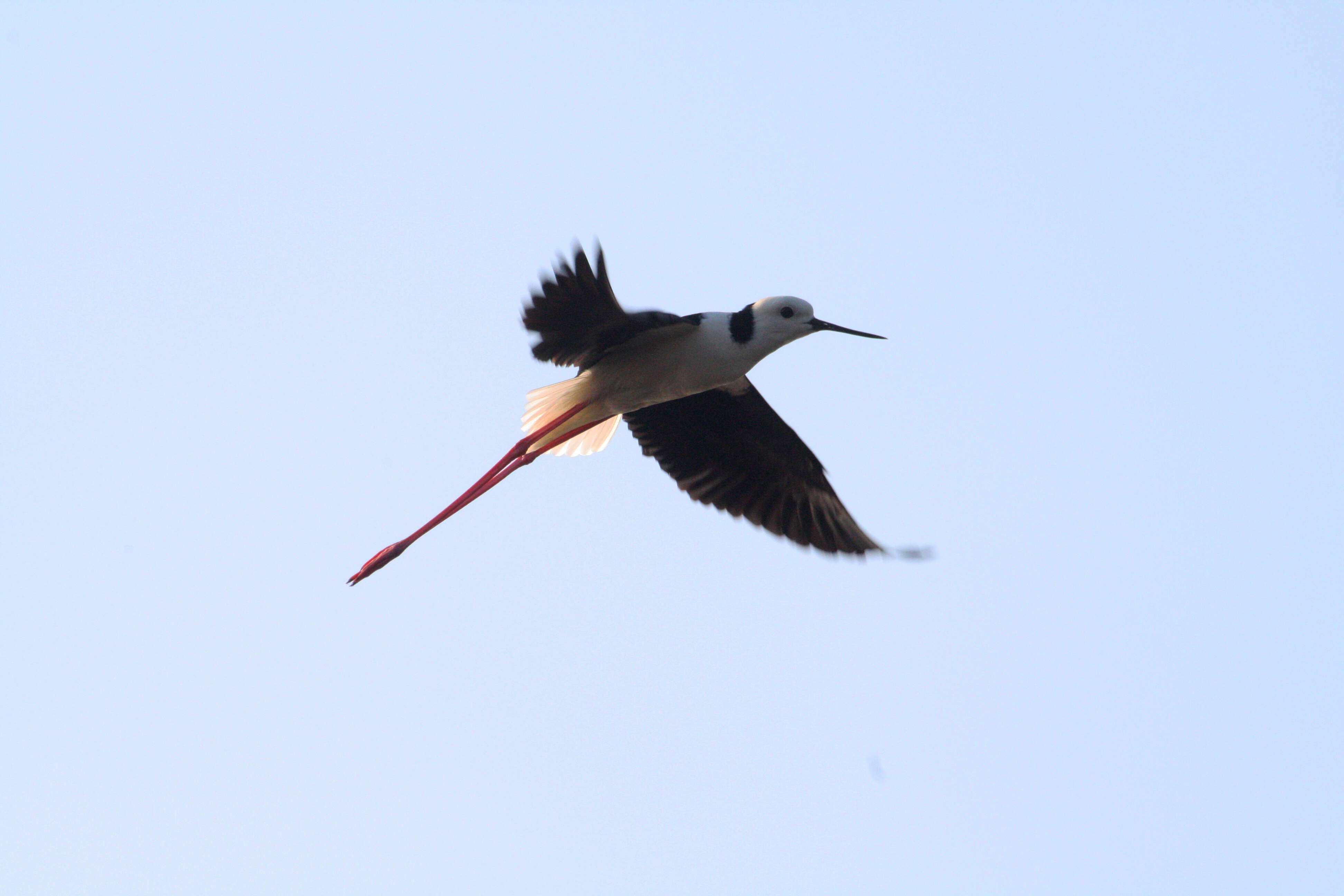 Image of Pied Stilt