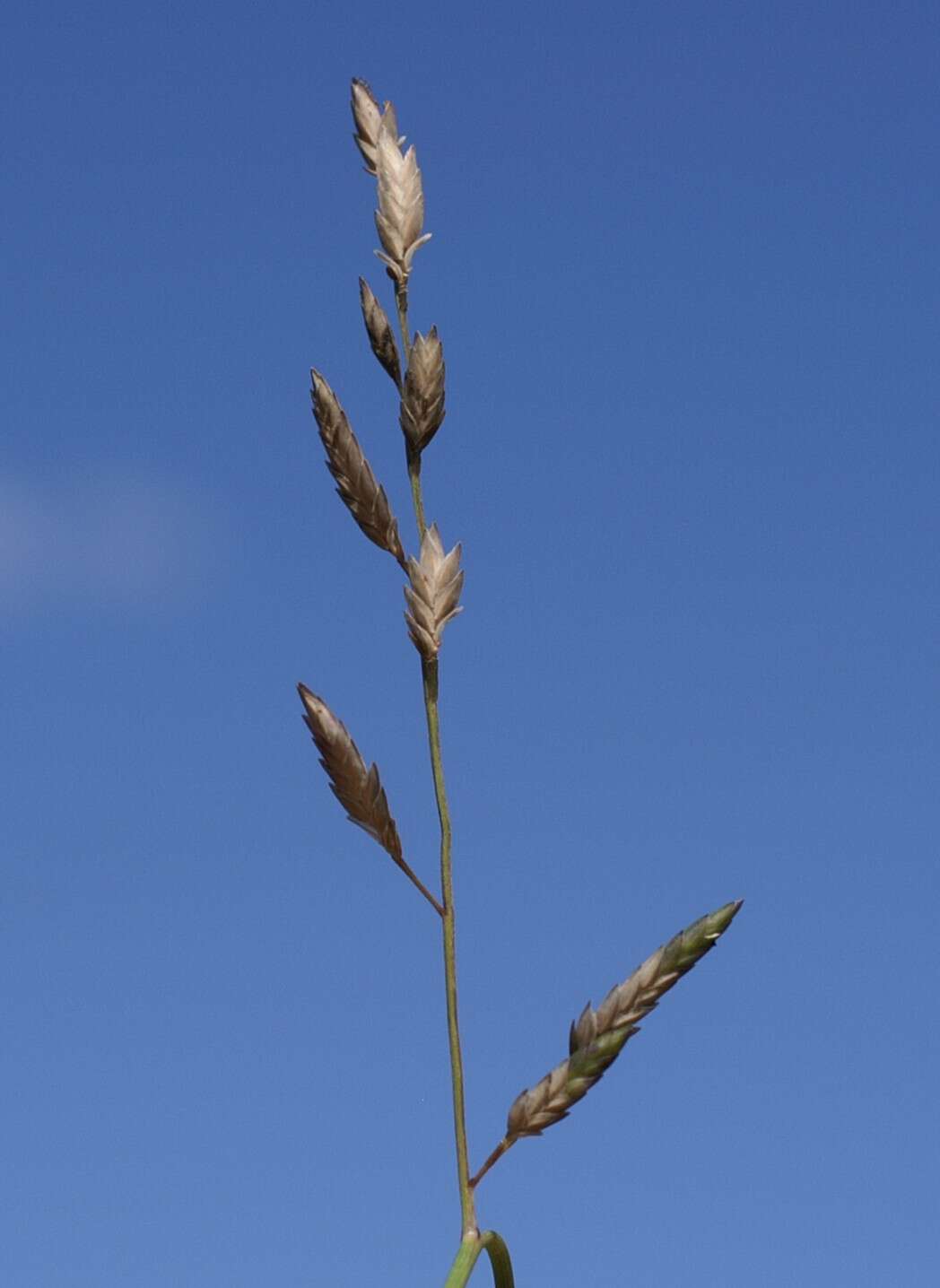 Image of Brown's lovegrass