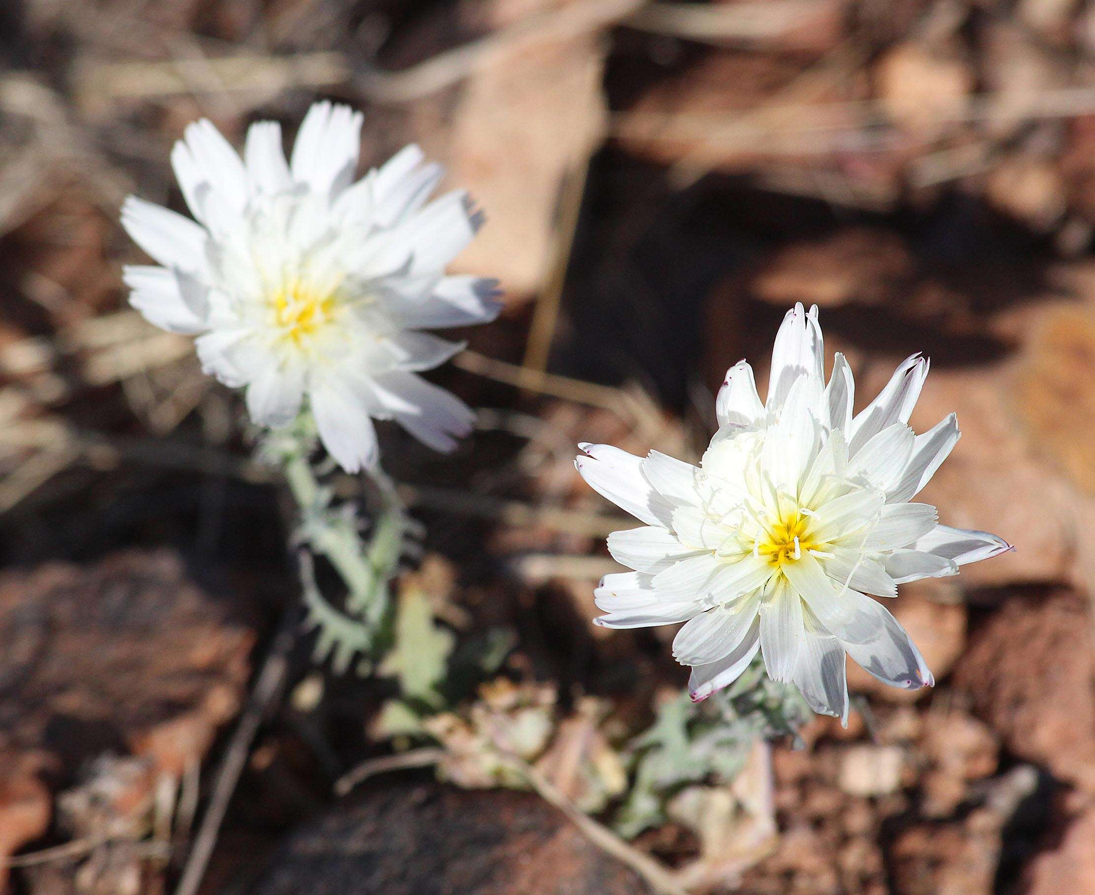 Image of New Mexico plumeseed