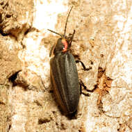 Image of Winter Firefly